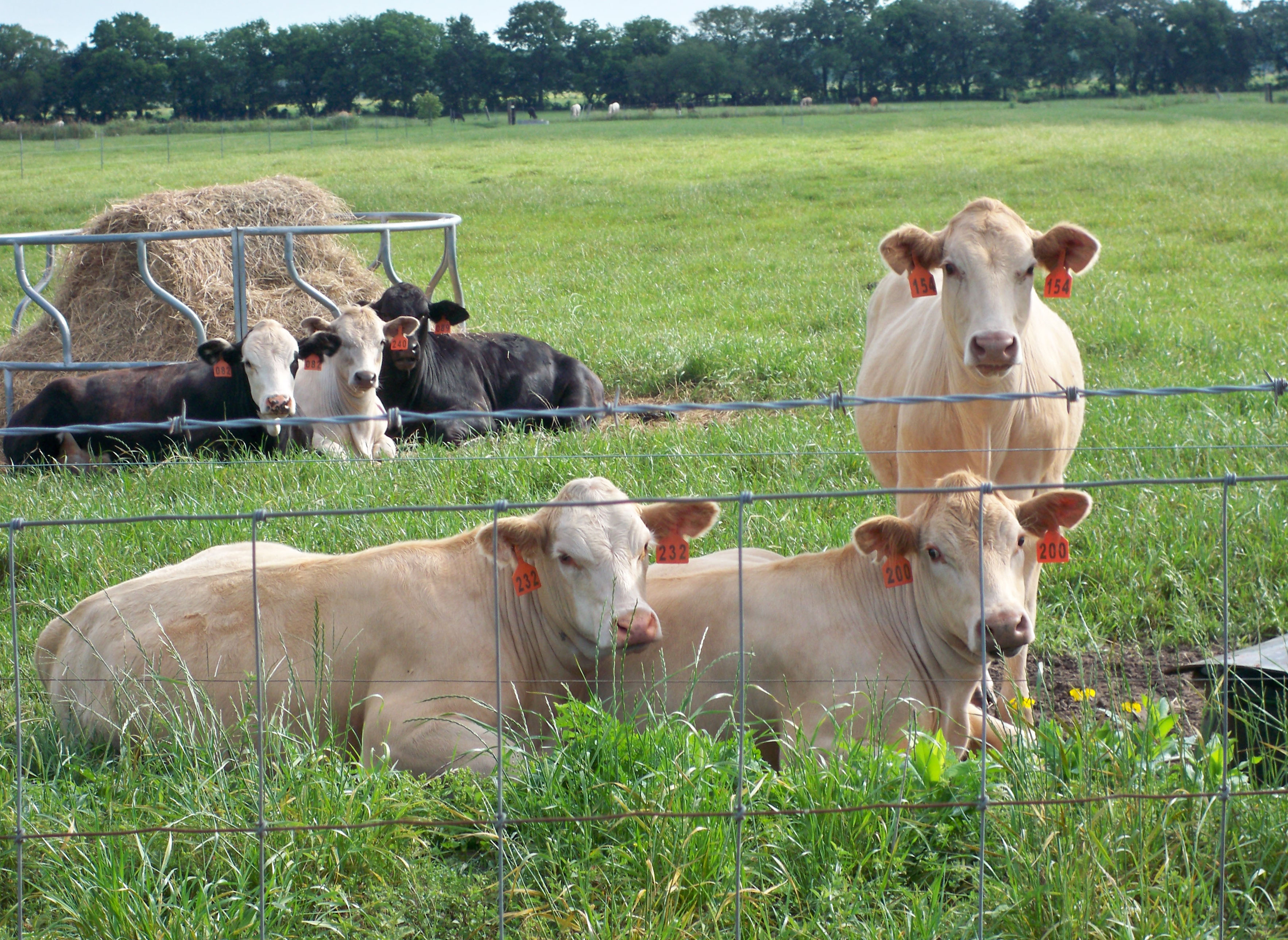 Complexities of Antimicrobial Use in Livestock and Poultry Production
